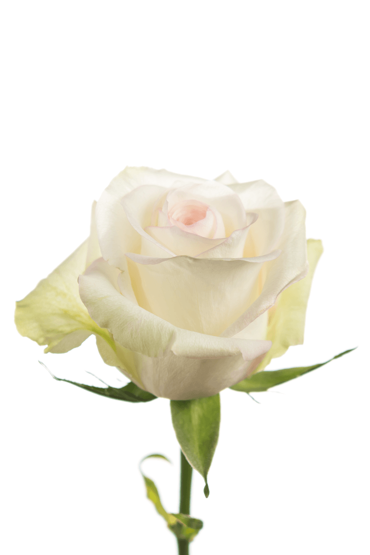 Alba White Rose | Royal Flowers