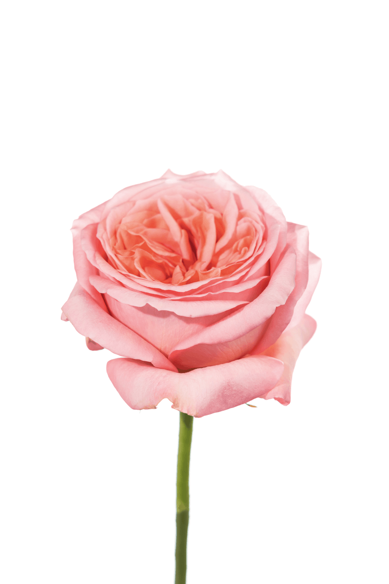 Pink X-Pression Rose – Wholesale Roses | Royal Flowers