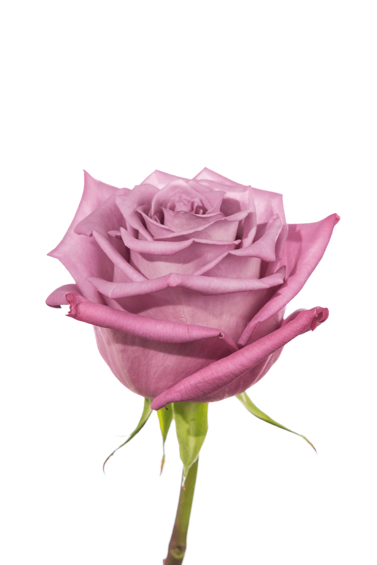 Rose Moody Blue Lavender