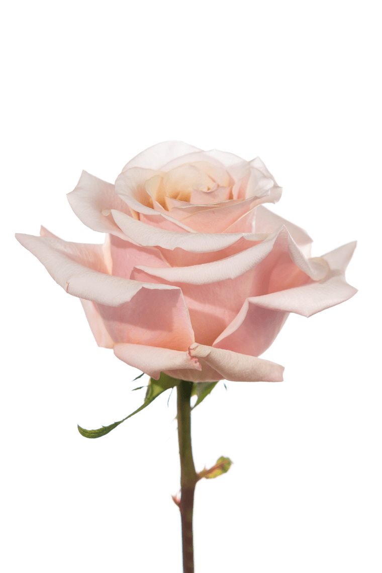 Mother of Pearl Peach Rose – Wholesale Roses | Royal Flowers
