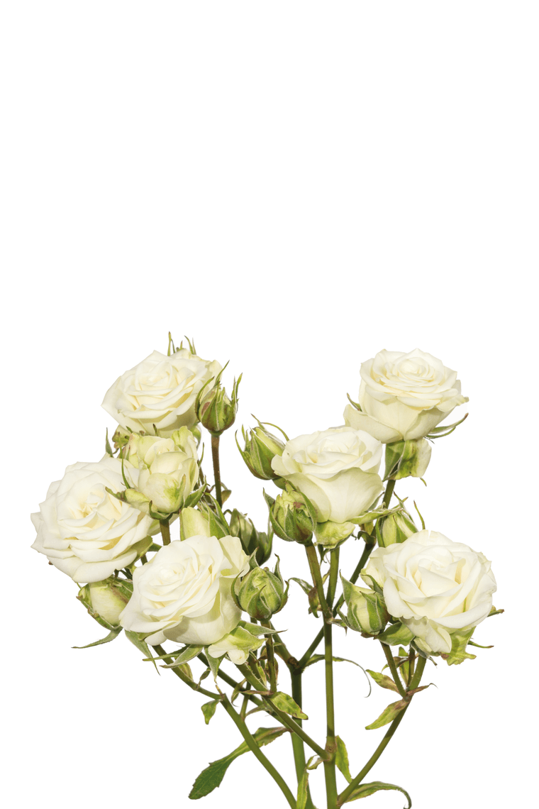 White Flake Roses Snow Flake White Roses – Wholesale Roses | Royal Flowers