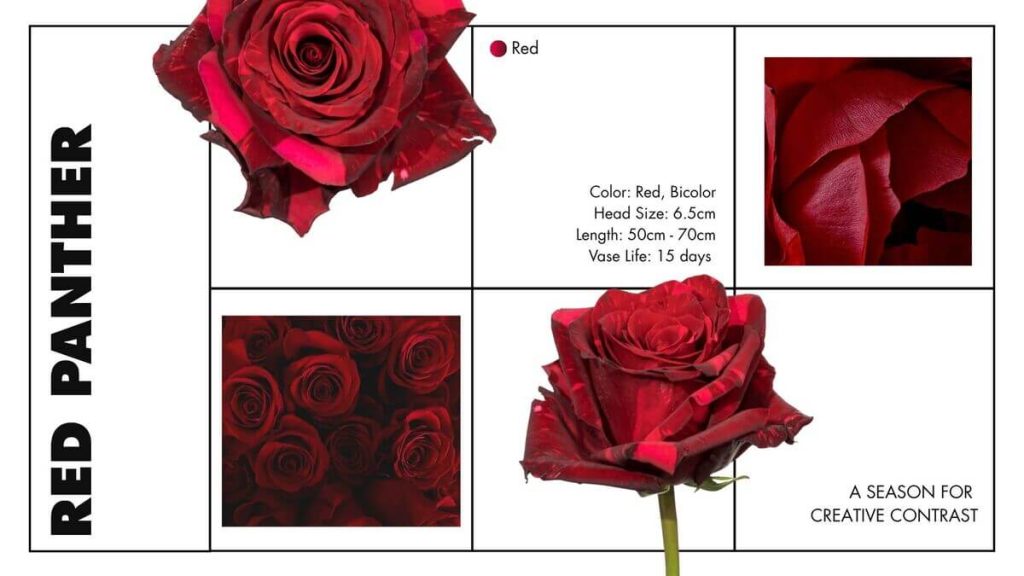 Red Panther autumn rose with bold red petals for fall floral designs
