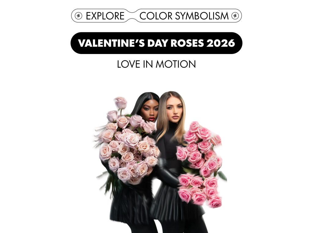 Valentine's Day roses visual