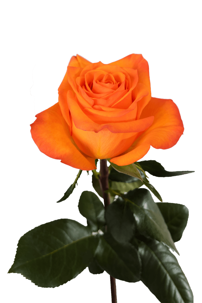 Joy Red Roses Joy Orange Rose – Wholesale Roses | Royal Flowers
