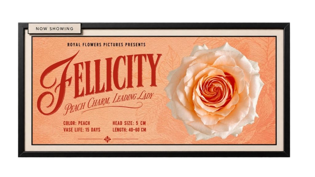Felicity peach rose featured as the leading lady of The Peach Rose Edit by Royal Flowers.