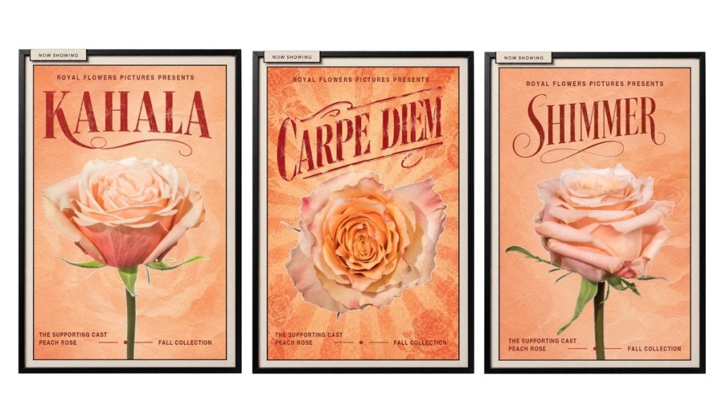 Kahala, Carpe Diem, and Shimmer peach rose varieties featured as the supporting cast of The Peach Rose Edit.