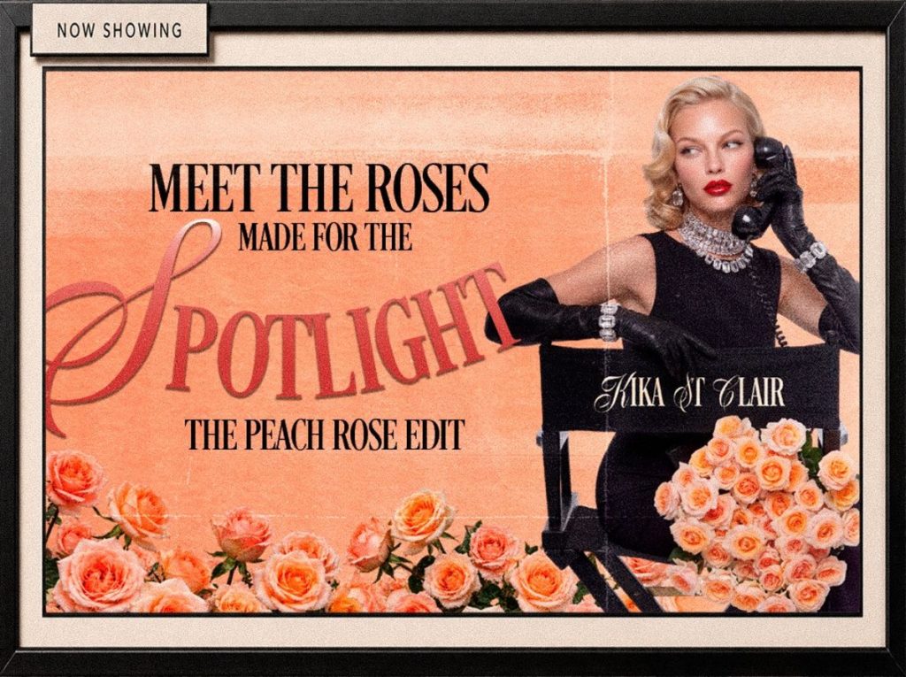 Peach rose varieties from Royal Flowers made for the spotlight