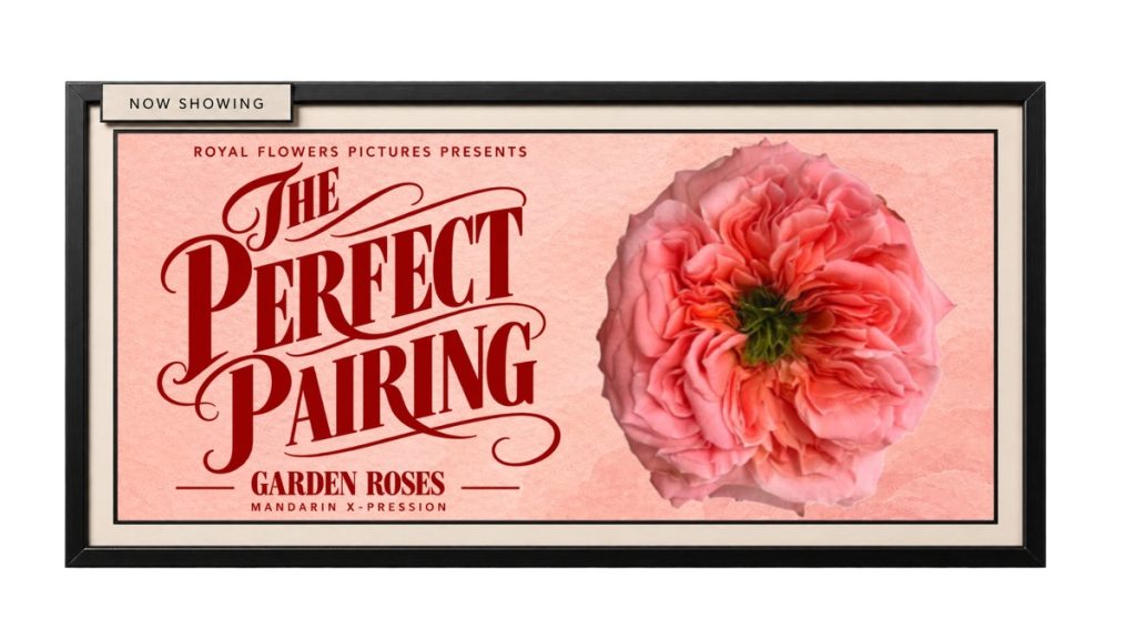 Mandarin X-Pression garden rose by Royal Flowers featured in a vintage floral design poster.